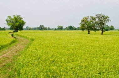 Ağaçlı yeşil pirinç tarlası, Tayland.