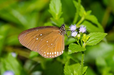 Pang Si-Da Ulusal Parkı 'nda kahverengi kelebek, Sakaeo, Thiland