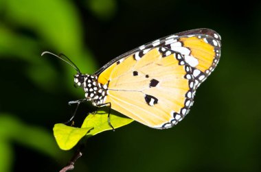 Yeşil arka planda turuncu bir kelebek, Tayland.