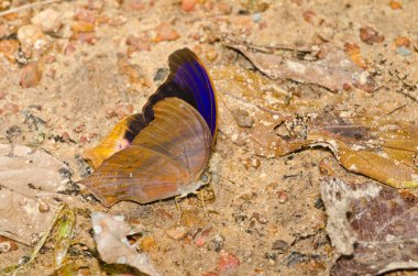 Kum zemininde kahverengi kelebek, Tayland.