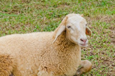 Tayland 'da çimenlerin üzerinde bir koyun.