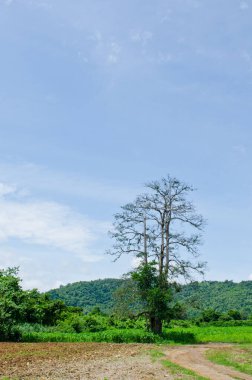 Dağlı ve mavi gökyüzü olan ağaç, Tayland.