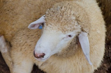 Küçük beyaz koyunun başı, Tayland.