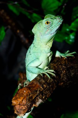 Yeşil Basilisk, Tayland 'a yakın..