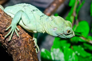 Yeşil Basilisk, Tayland 'a yakın..