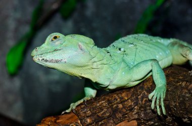 Yeşil Basilisk, Tayland 'a yakın..