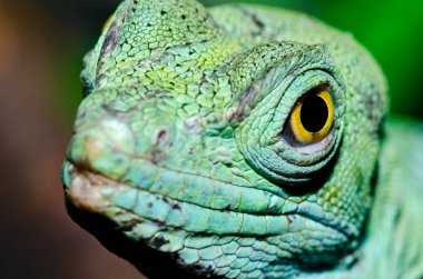 Yeşil Basilisk 'in baş görüntüsü, Tayland.