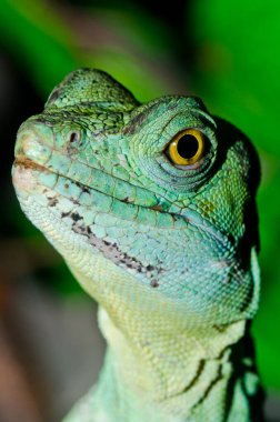 Yeşil Basilisk, Tayland 'a yakın..