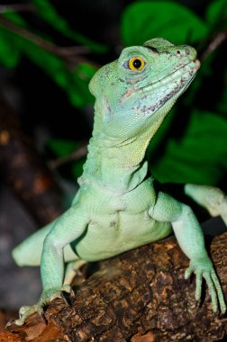 Yeşil Basilisk, Tayland 'a yakın..