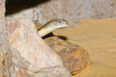 Tayland 'daki Kral Kobra Yılanı' na yaklaş..