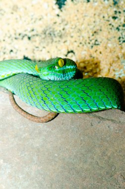 Big-eyes Pitviper ya da Cryptelytrops, Tayland 'a yakın..