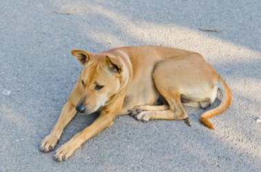 bahçede, Tayland Tayland köpek.