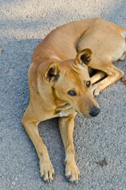 bahçede, Tayland Tayland köpek.