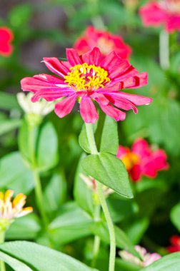 Tayland 'daki pembe zinnia çiçeğini kapat..