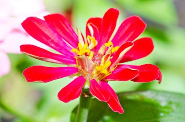 Tayland 'daki pembe zinnia çiçeğinin içine yaklaş..