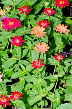 Tayland, Zinya çiçeği tarlası..