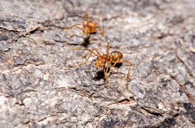 Ağaçta kırmızı karınca, Tayland.