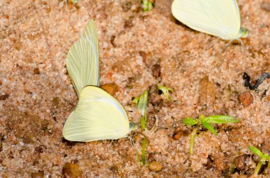 Pang Si-Da Ulusal Parkı 'nda Kelebek, Sakaeo, Thiland
