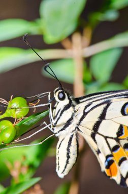 Beautiful butterfly on flower in public park, Thailand.
