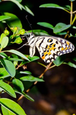 Beautiful butterfly on flower in public park, Thailand.