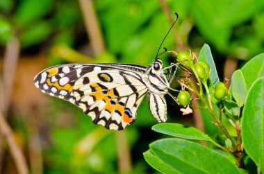 Beautiful butterfly on flower in public park, Thailand.