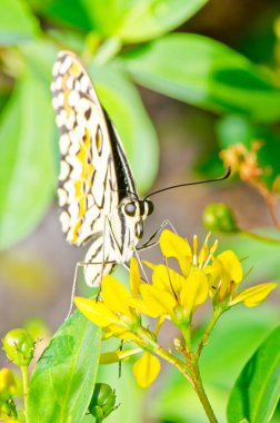 Beautiful butterfly on flower in public park, Thailand.