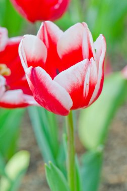 Tayland 'ın kırmızı lalesine yakın..