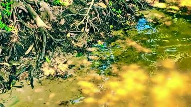 Doğal Seriler: Gölün kenarındaki yaşlı bir ağacın kökleri ve bir grup balık. Tayland tatlı su balığı. Doğal su hayvanları.. 