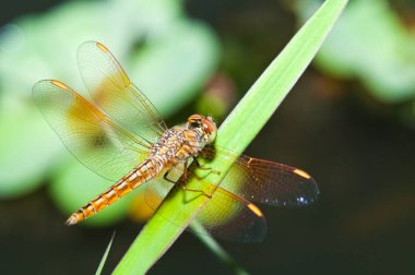 Tayland 'da kahverengi yusufçuğa yakın çekim.