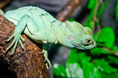 Yeşil Basilisk, Tayland 'a yakın..