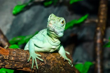Yeşil Basilisk, Tayland 'a yakın..