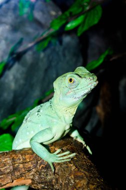 Yeşil Basilisk, Tayland 'a yakın..