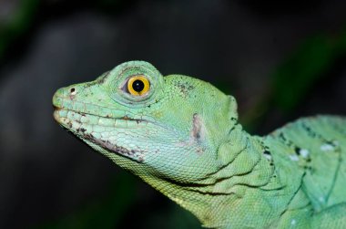 Yeşil Basilisk 'in baş görüntüsü, Tayland.