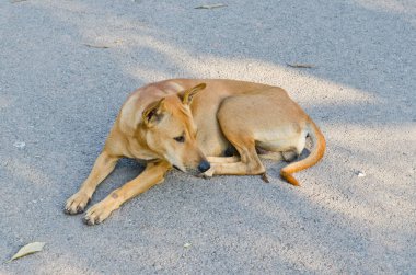 bahçede, Tayland Tayland köpek.