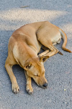 bahçede, Tayland Tayland köpek.