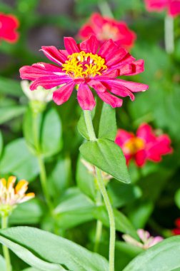 Tayland 'daki pembe zinnia çiçeğini kapat..