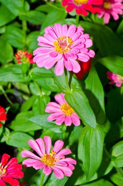 Tayland 'daki pembe zinnia çiçeğini kapat..