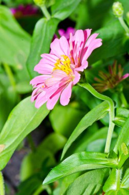 Tayland 'daki pembe zinnia çiçeğini kapat..