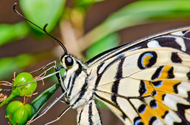 Beautiful butterfly on flower in public park, Thailand.