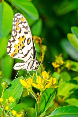 Beautiful butterfly on flower in public park, Thailand.