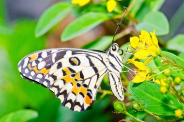 Beautiful butterfly on flower in public park, Thailand.