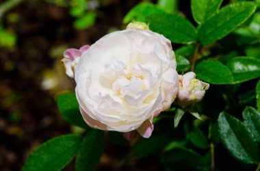 Beyaz gülleri kapat, Tayland.