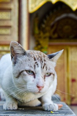 Tayland Tayland beyaz kedi portresi.