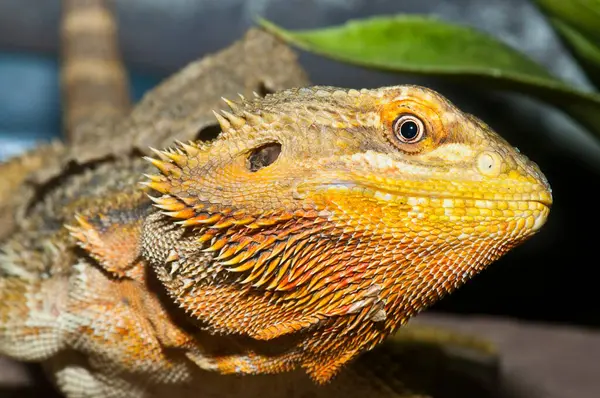 Sakallı Ejderhaların Başı, Tayland.