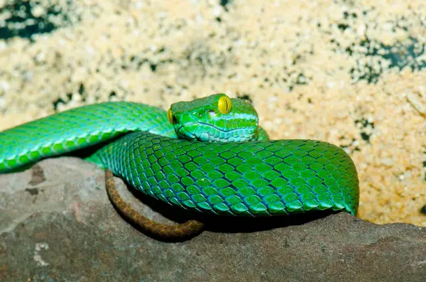 Big-eyes Pitviper ya da Cryptelytrops, Tayland 'a yakın..