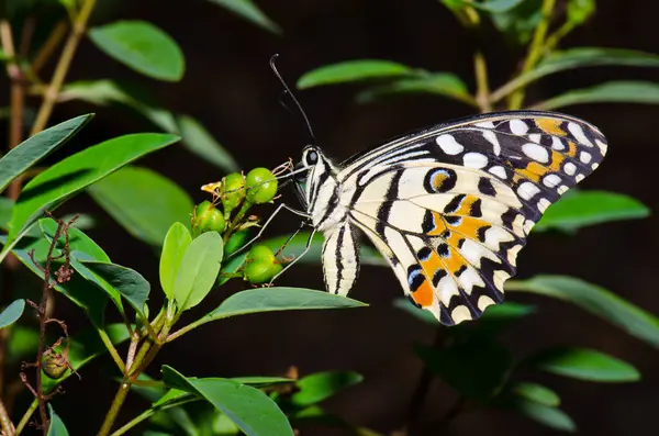 Beautiful butterfly on flower in public park, Thailand.