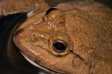 Tayland Kurbağası, Tayland.