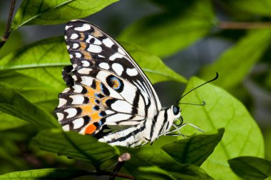 Beautiful butterfly on green leaf, Thailand.