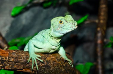 Yeşil Basilisk, Tayland 'a yakın..