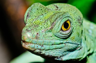 Yeşil Basilisk 'in baş görüntüsü, Tayland.